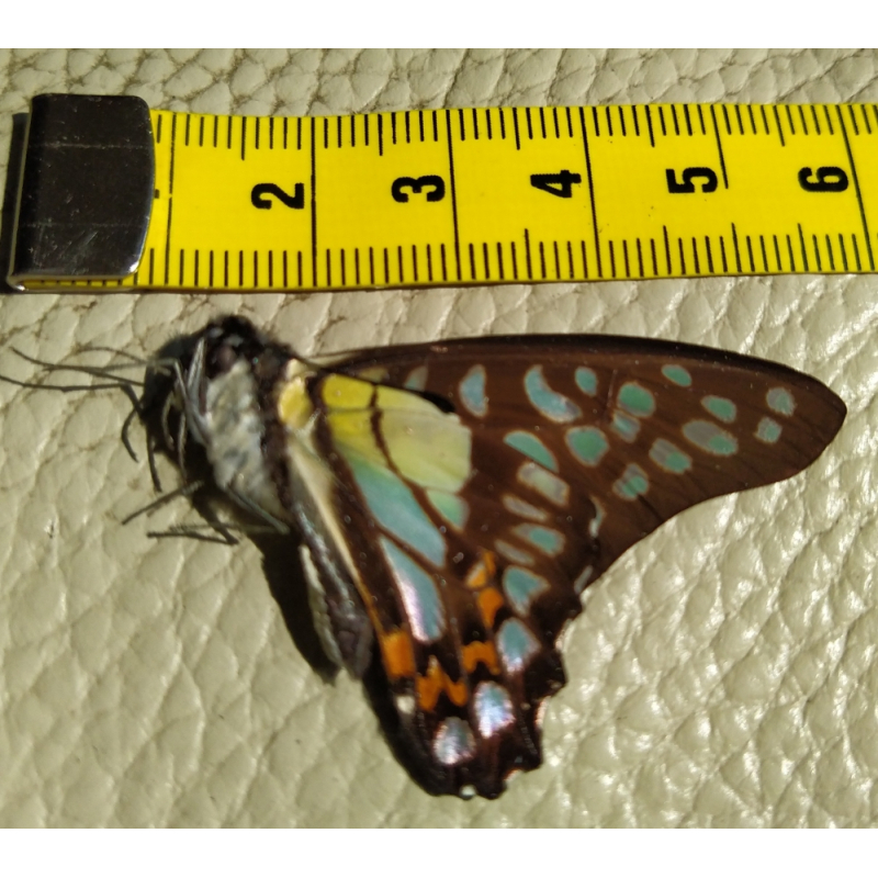 Vlinder Graphium Delessertii